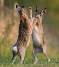 Hares fighting